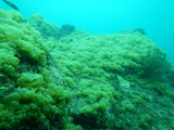 海藻２