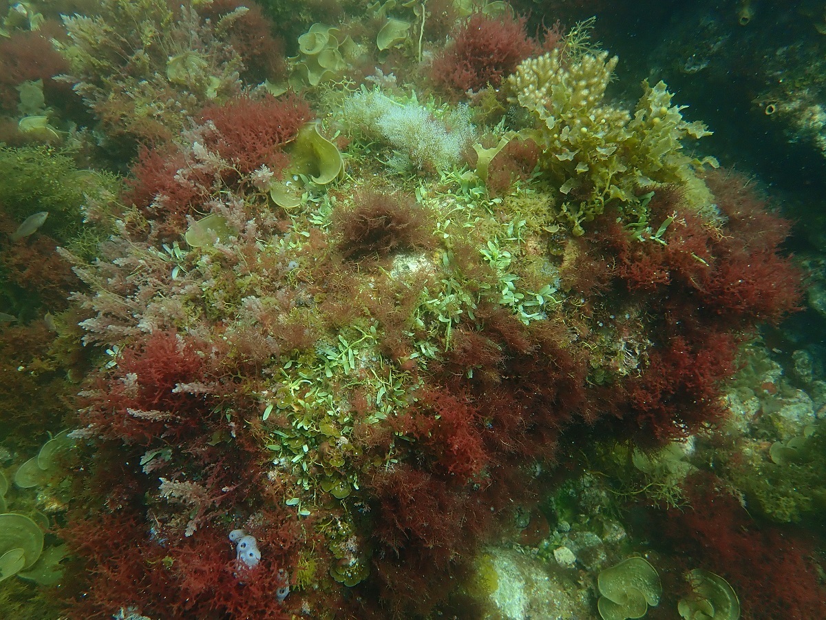 ビシャゴ海藻生育状況