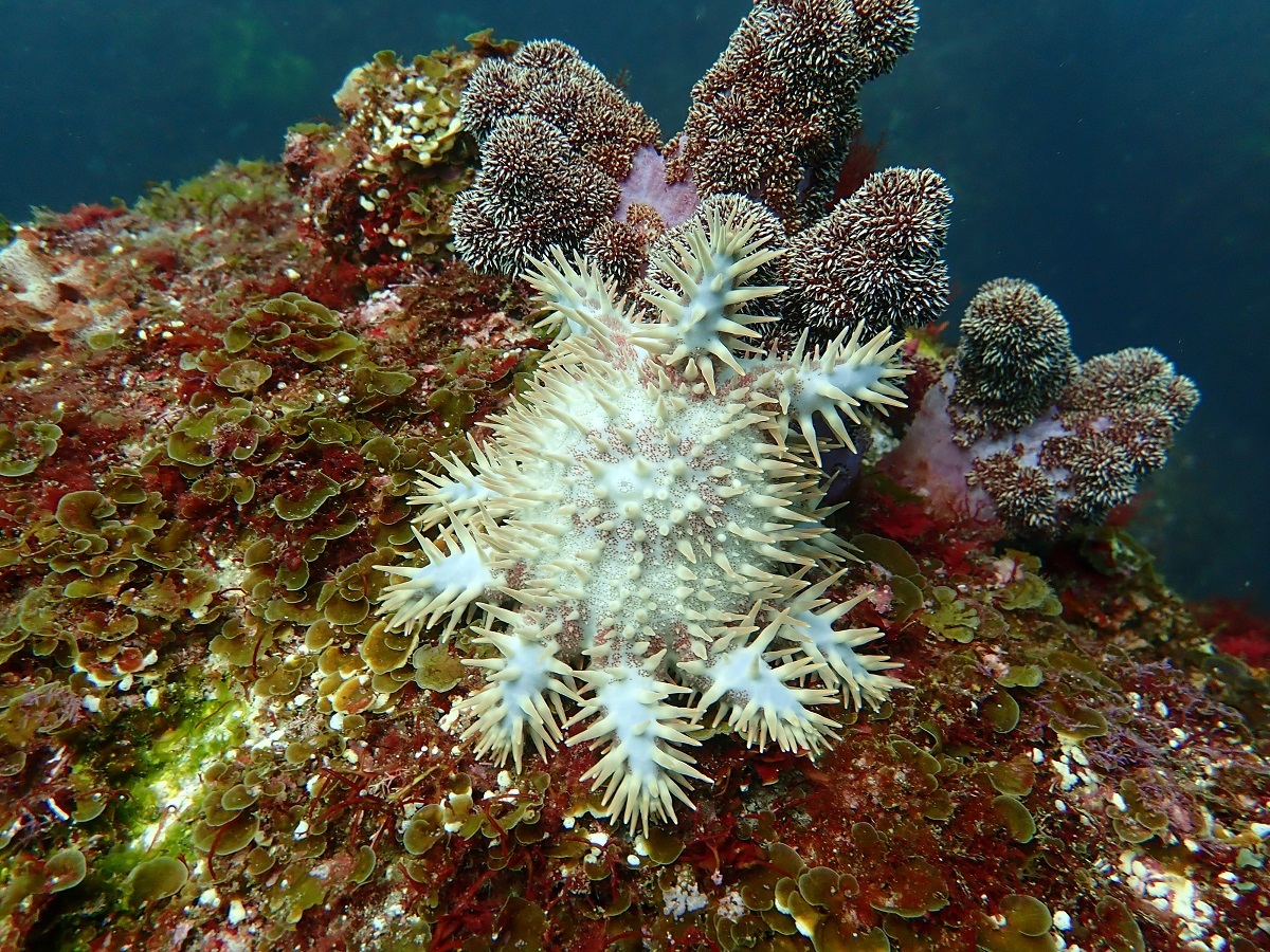 チエバノシタ　オニヒトデ