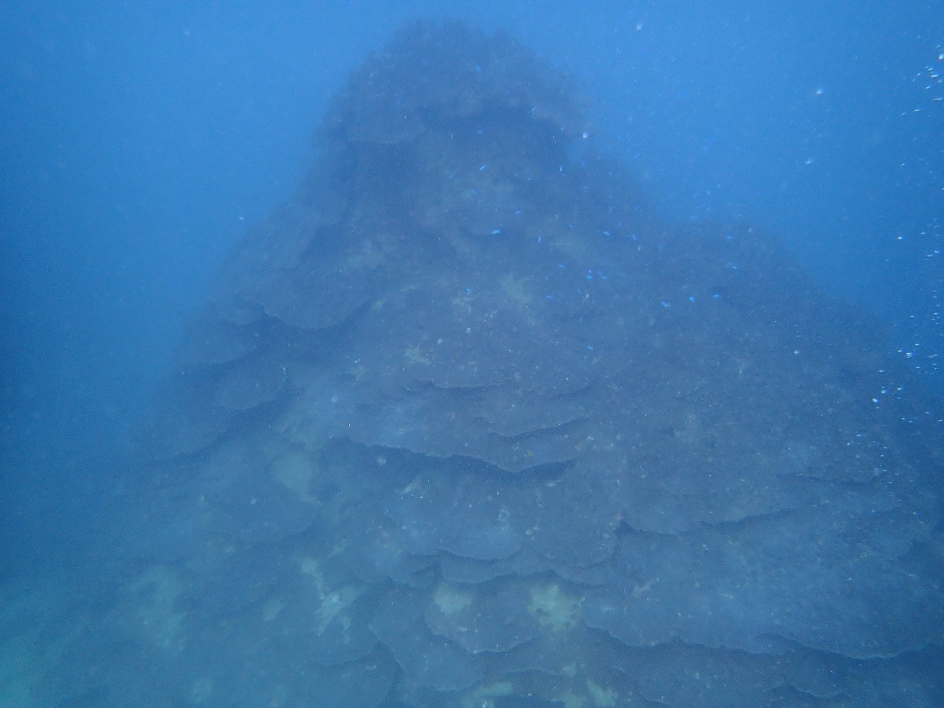 千年サンゴ全景