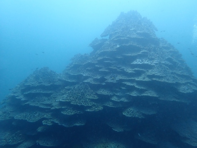 千年サンゴの雄姿