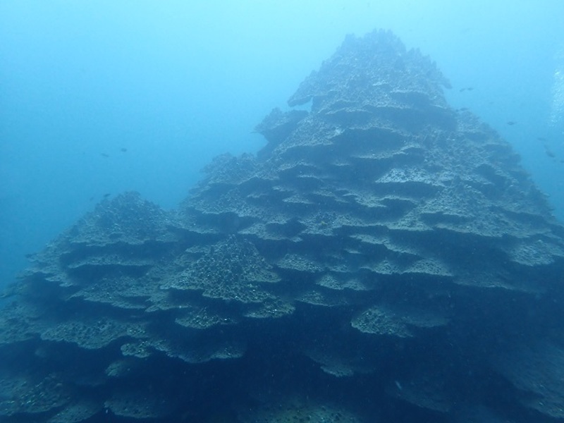 千年サンゴの雄姿