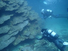 千年サンゴ本体の保全活動を行うダイバー