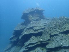千年サンゴ上部