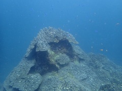 千年サンゴ頂部