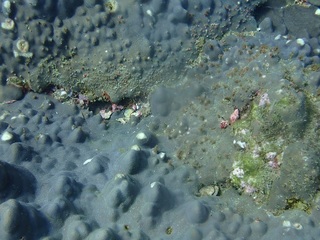 千年サンゴ本体を食害するトゲレイシガイダマシ