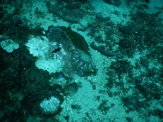 内湾にオニヒトデ