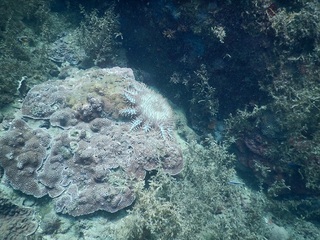 内湾奥にオニヒトデ