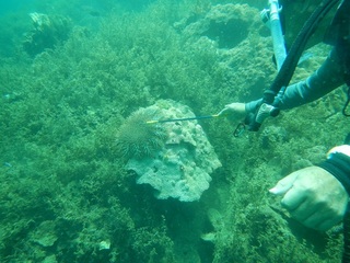 オニヒトデ駆除作業(1)