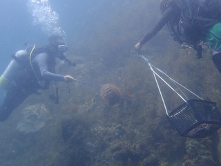 オニヒトデ駆除作業(2)