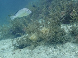 アオリイカの卵