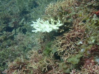 エダミドリイシ食害痕