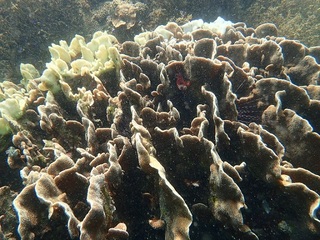 シコロサンゴ類食害状況