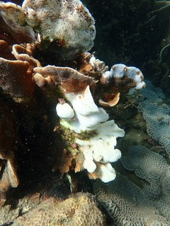 シコロサンゴ類食害状況