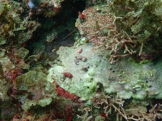 キクメイシの仲間を食害するトゲレイシガイダマシ