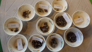 種類別に選別したサンゴ食巻貝